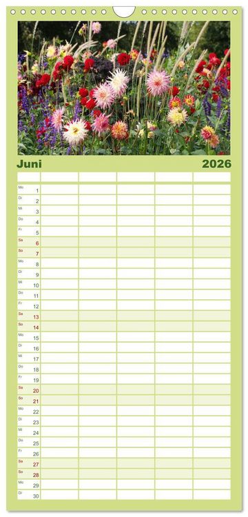 Produktbild: Familienplaner 2026 - Traumhafte Dahlien mit 5 Spalten (Wandkalender, 21 x 45 cm) CALVENDO