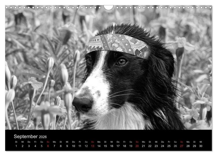 Produktbild: H&uuml;tehunde (Wandkalender 2026 DIN A3 quer), CALVENDO Monatskalender