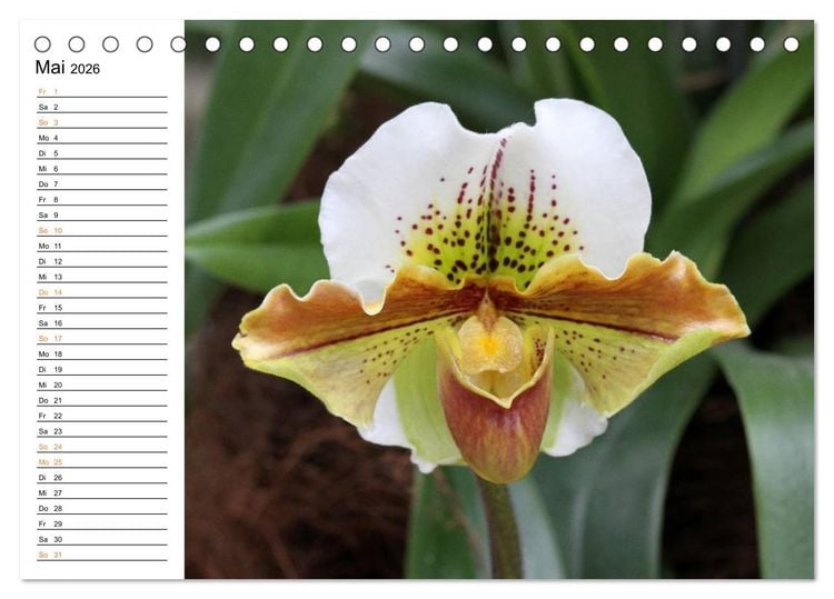 Produktbild: Prachtvolle Orchideen (Tischkalender 2026 DIN A5 quer), CALVENDO Monatskalender