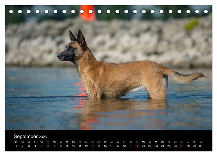 Produktbild: Belgischer Sch&auml;ferhund - Der Malinois in Action (Tischkalender 2026 DIN A5 quer), CALVENDO Monatskalender