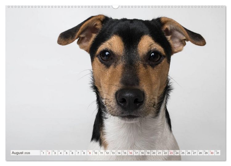 Produktbild: Kleine Hunde - Gro&szlig;e Blicke (hochwertiger Premium Wandkalender 2026 DIN A2 quer), Kunstdruck in Hochglanz