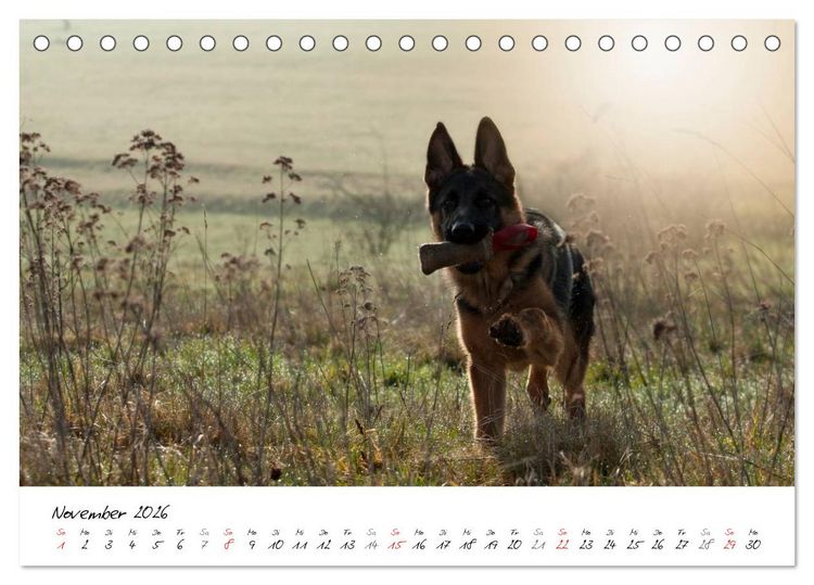Produktbild: Junge Deutsche Sch&auml;ferhunde (Tischkalender 2026 DIN A5 quer), CALVENDO Monatskalender