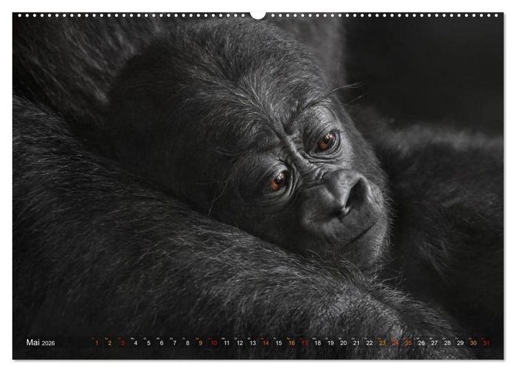 Produktbild: MENSCHENAFFENKINDER 2 (Wandkalender 2026 DIN A2 quer), CALVENDO Monatskalender