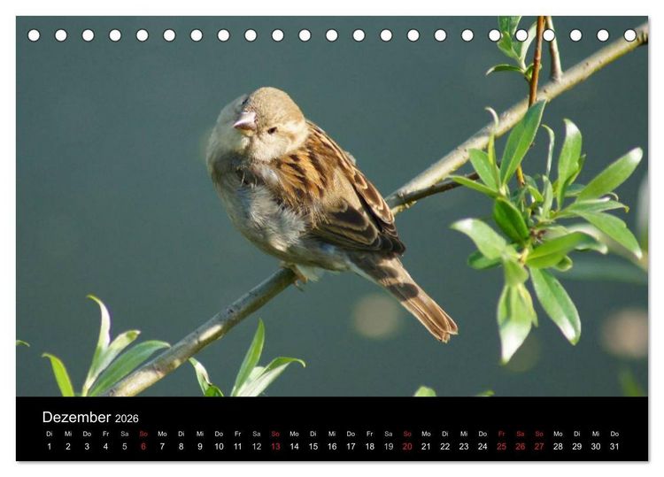 Produktbild: Freche Spatzen (Tischkalender 2026 DIN A5 quer), CALVENDO Monatskalender