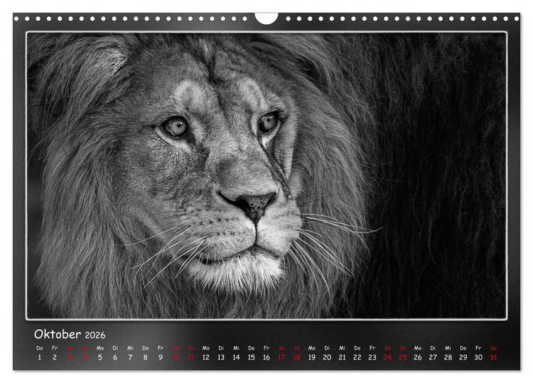 Produktbild: Tieren ins Gesicht geschaut (Wandkalender 2026 DIN A3 quer), CALVENDO Monatskalender