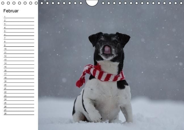 Produktbild: Jack Russell Terrier - Ein Verwandlungsk&uuml;nstler namens Jake / Geburtstagskalender (Wandkalender immerw&auml;hrend DIN A4 quer)