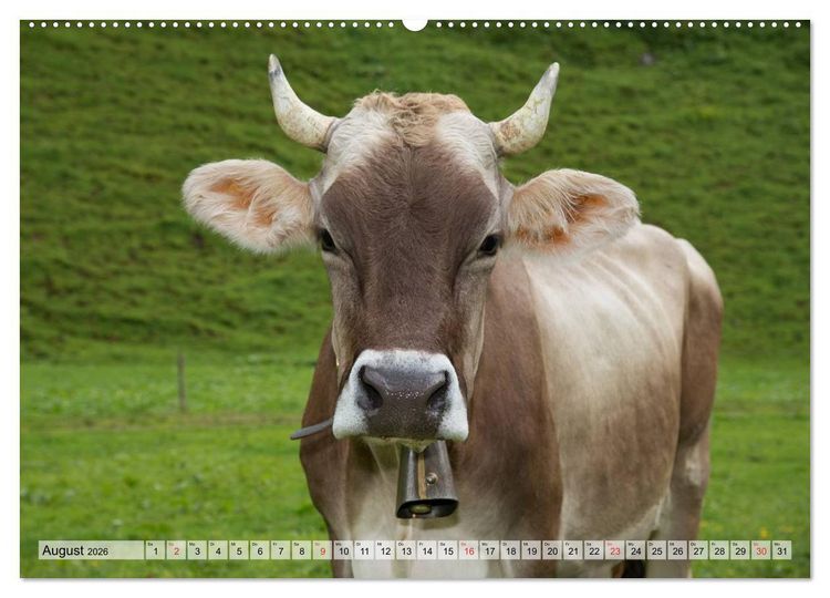 Produktbild: Gl&uuml;ckliche K&uuml;he auf saftigen Wiesen (Wandkalender 2026 DIN A2 quer), CALVENDO Monatskalender