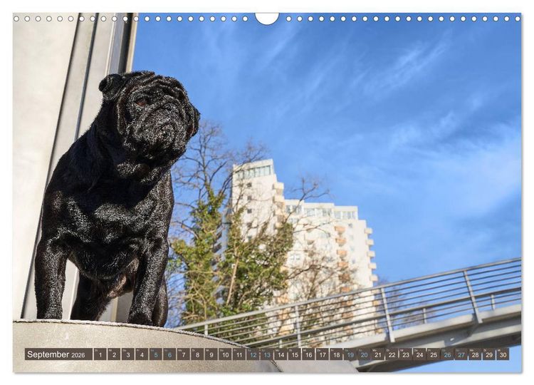 Produktbild: Reinbek mopsfidel (Wandkalender 2026 DIN A3 quer), CALVENDO Monatskalender