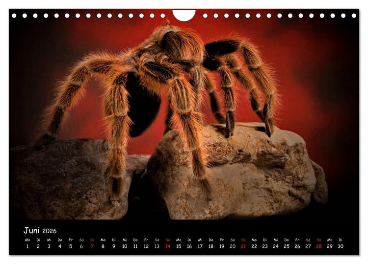 Produktbild: Mystische Vogelspinnen (Wandkalender 2026 DIN A4 quer), CALVENDO Monatskalender