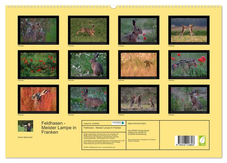 Produktbild: Feldhasen - Meister Lampe in Franken (hochwertiger Premium Wandkalender 2026 DIN A2 quer), Kunstdruck in Hochglanz