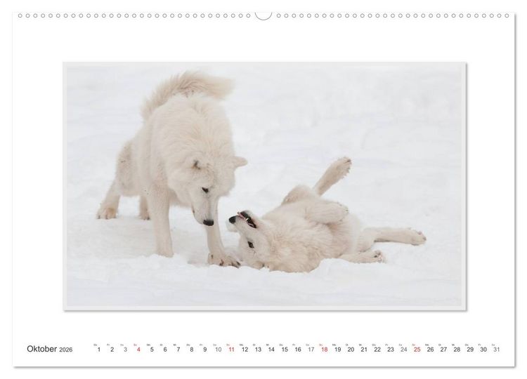 Produktbild: Emotionale Momente: Polarw&ouml;lfe. / CH-Version (hochwertiger Premium Wandkalender 2026 DIN A2 quer), Kunstdruck in Hochglanz