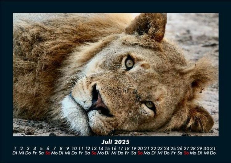 Produktbild: L&ouml;wen in der Wildnis 2025 Fotokalender DIN A5