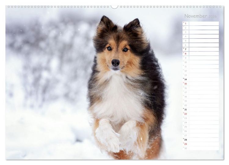 Produktbild: Shetland Sheepdogs Blacky, Anry, Mojo 2026 (Wandkalender 2026 DIN A2 quer), CALVENDO Monatskalender