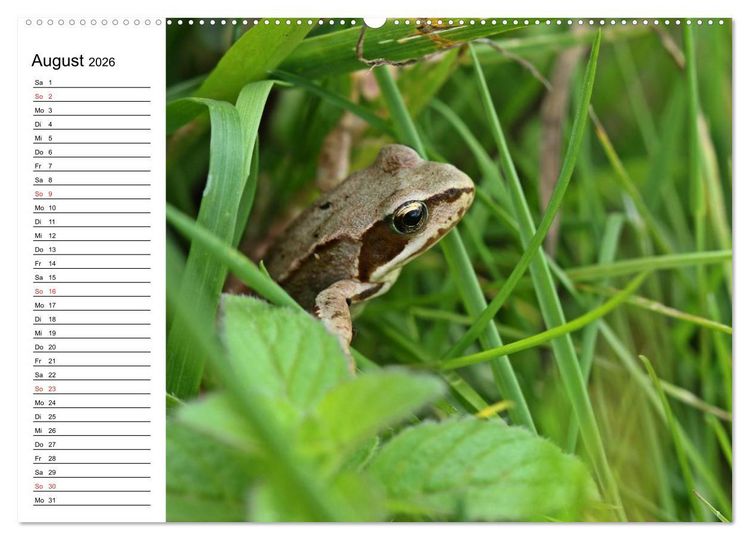 Produktbild: Amphibien und Reptilien (hochwertiger Premium Wandkalender 2026 DIN A2 quer), Kunstdruck in Hochglanz