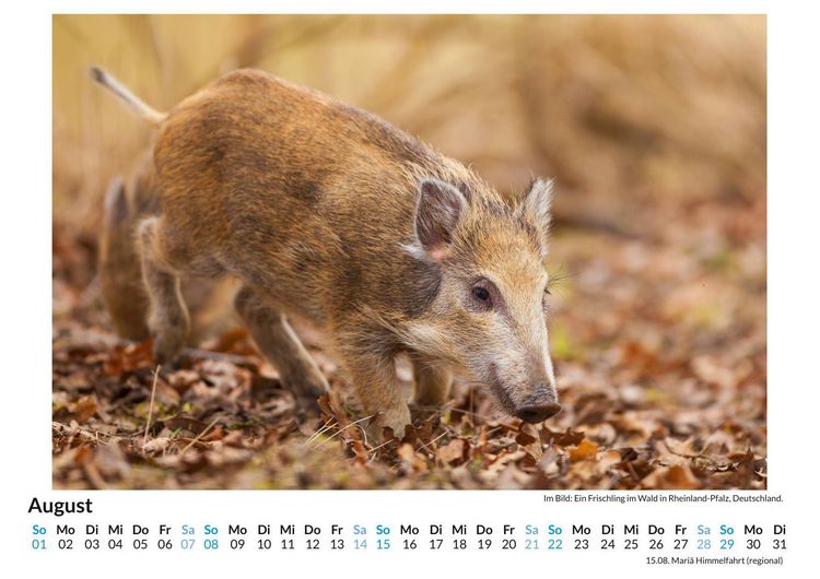 Produktbild: Wildschweine