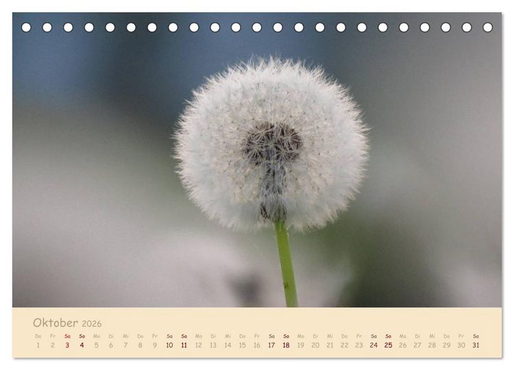 Produktbild: Unscheinbare Sch&ouml;nheit - Pusteblume (Tischkalender 2026 DIN A5 quer), CALVENDO Monatskalender