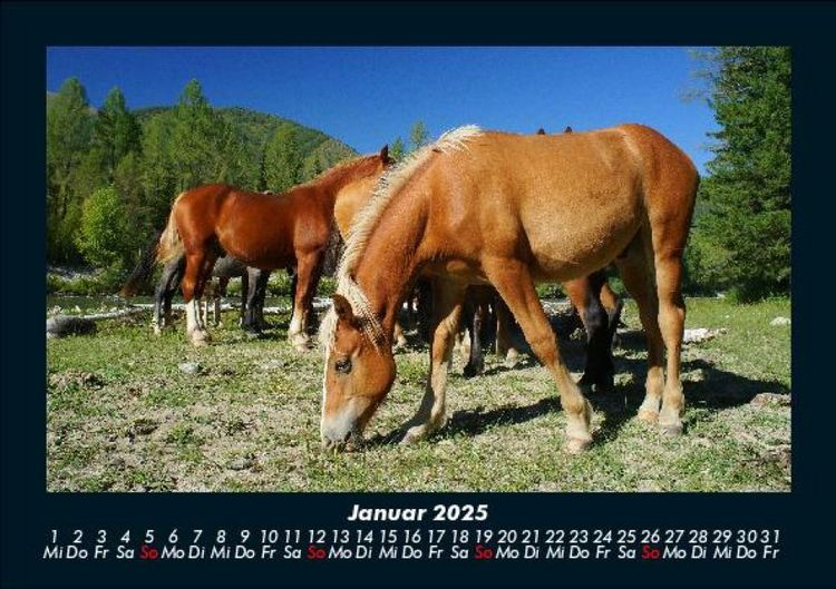 Produktbild: Pferdegefl&uuml;ster 2025 Fotokalender DIN A5