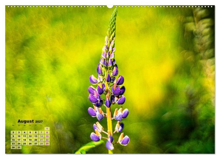 Produktbild: Waldspazierg&auml;nge: Entspannen - Kraft tanken - Besinnen auf sich selbst (Wandkalender 2027 DIN A2 quer), CALVENDO Monatskalender