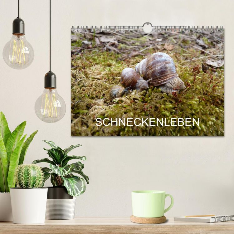 Produktbild: Schneckenleben (Wandkalender 2026 DIN A4 quer), CALVENDO Monatskalender