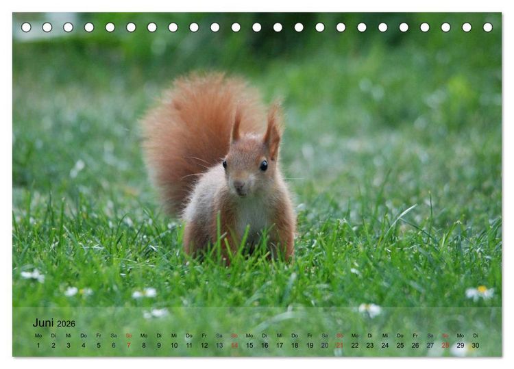 Produktbild: Spa&szlig; mit Eichh&ouml;rnchen-Kindern (Tischkalender 2026 DIN A5 quer), CALVENDO Monatskalender