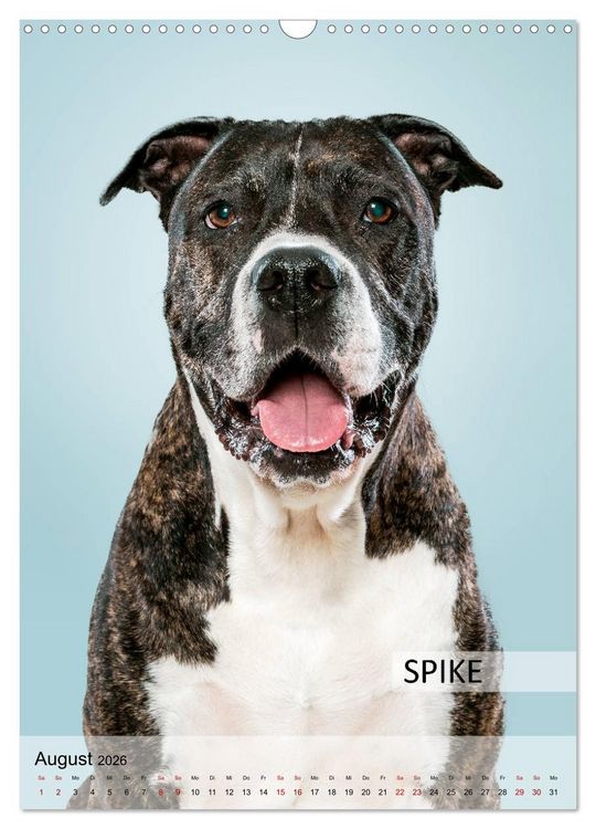 Produktbild: Hundekalender - Hunderassen im Portrait (Wandkalender 2026 DIN A3 hoch), CALVENDO Monatskalender