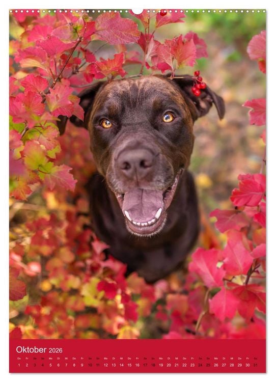 Produktbild: Hundeportraits - Monatskalender (Wandkalender 2026 DIN A2 hoch), CALVENDO Monatskalender