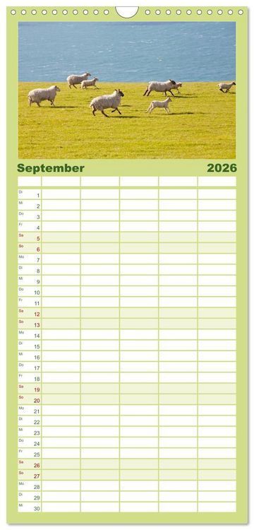 Produktbild: Familienplaner 2026 - Schafe - Weich und wollig mit 5 Spalten (Wandkalender, 21 x 45 cm) CALVENDO