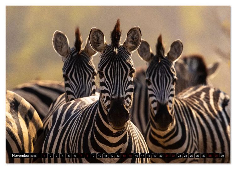 Produktbild: Komm mit auf Safari! Botswana und S&uuml;dafrika (Tischkalender 2026 DIN A5 quer), CALVENDO Monatskalender