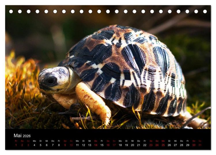 Produktbild: Landschildkr&ouml;ten (Tischkalender 2026 DIN A5 quer), CALVENDO Monatskalender