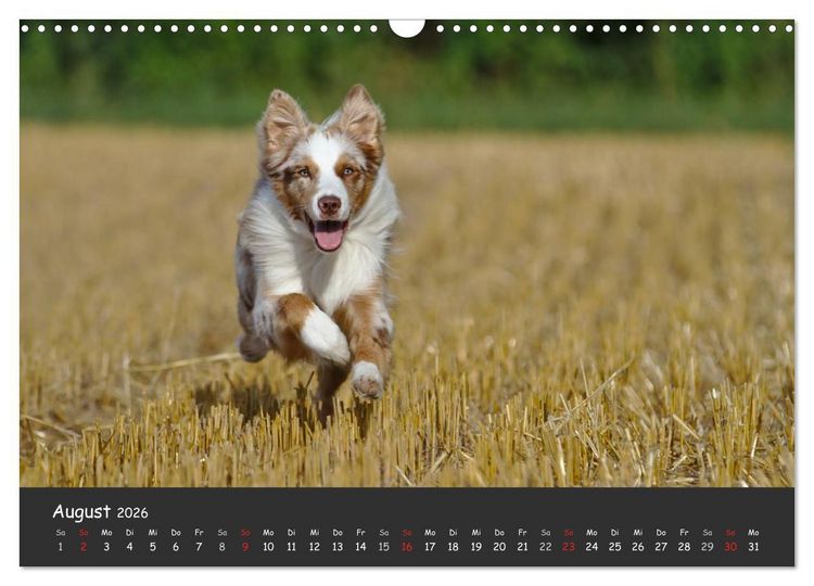 Produktbild: Australian Shepherd - Augenblicke (Wandkalender 2026 DIN A3 quer), CALVENDO Monatskalender