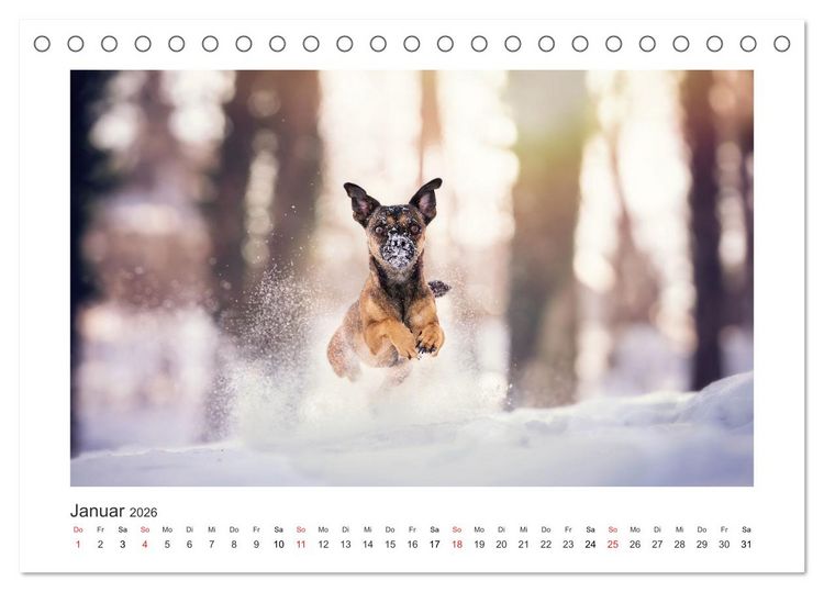 Produktbild: Herzenshunde 2026 (Tischkalender 2026 DIN A5 quer), CALVENDO Monatskalender