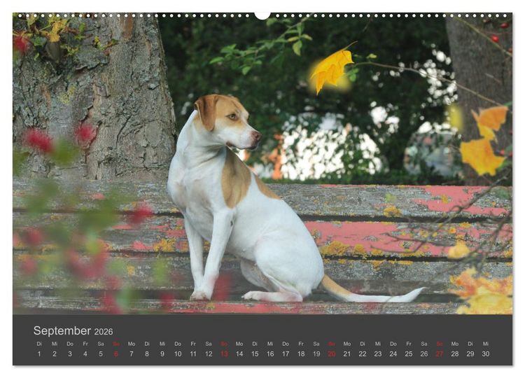 Produktbild: HUNDE LEBEN IST BUNT (hochwertiger Premium Wandkalender 2026 DIN A2 quer), Kunstdruck in Hochglanz