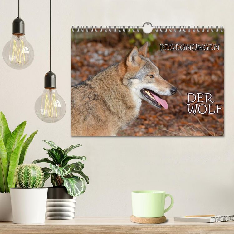 Produktbild: Begegnungen DER WOLF (Wandkalender 2026 DIN A4 quer), CALVENDO Monatskalender