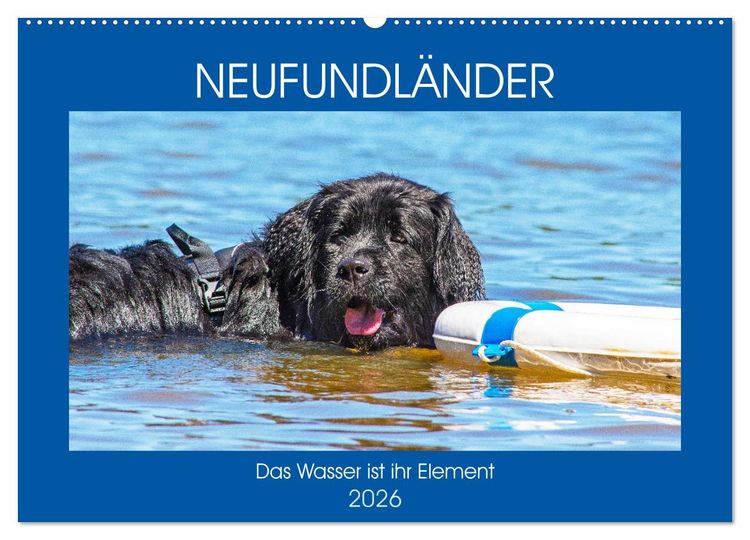Produktbild: Neufundl&auml;nder - Das Wasser ist ihr Element (Wandkalender 2026 DIN A2 quer), CALVENDO Monatskalender