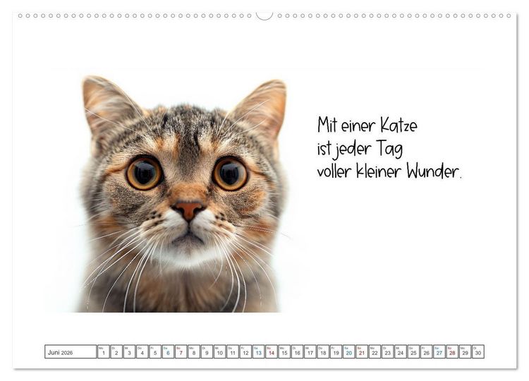 Produktbild: Katzenpower (Wandkalender 2026 DIN A2 quer), CALVENDO Monatskalender