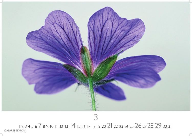 Produktbild: Flower Fantasy Kalender 2027 &ndash; Wandkalender | Fotokalender Naturkalender | Blumenkalender | 24x35cm - Wundersch&ouml;ne Blumenfotos in bestechender &Auml;sthetik