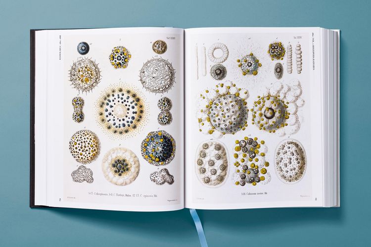 Produktbild: The Art and Science of Ernst Haeckel