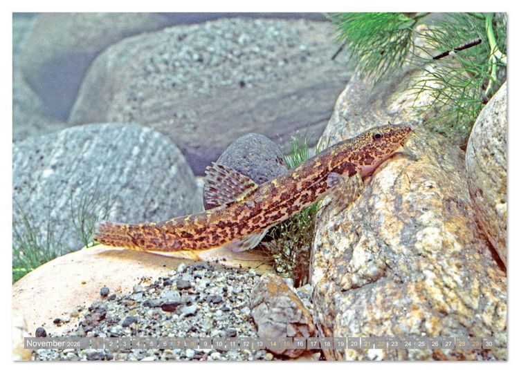 Produktbild: Forelle, Hecht und St&ouml;r: Fische in europ&auml;ischen Gew&auml;ssern (hochwertiger Premium Wandkalender 2026 DIN A2 quer), Kunstdruck in Hochglanz