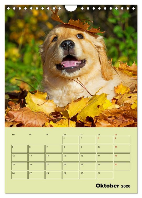 Produktbild: Jahresplaner Golden Retriever (Wandkalender 2026 DIN A4 hoch), CALVENDO Monatskalender