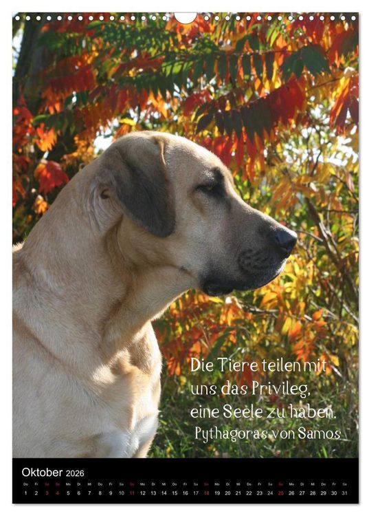 Produktbild: Der Broholmer (Wandkalender 2026 DIN A3 hoch), CALVENDO Monatskalender