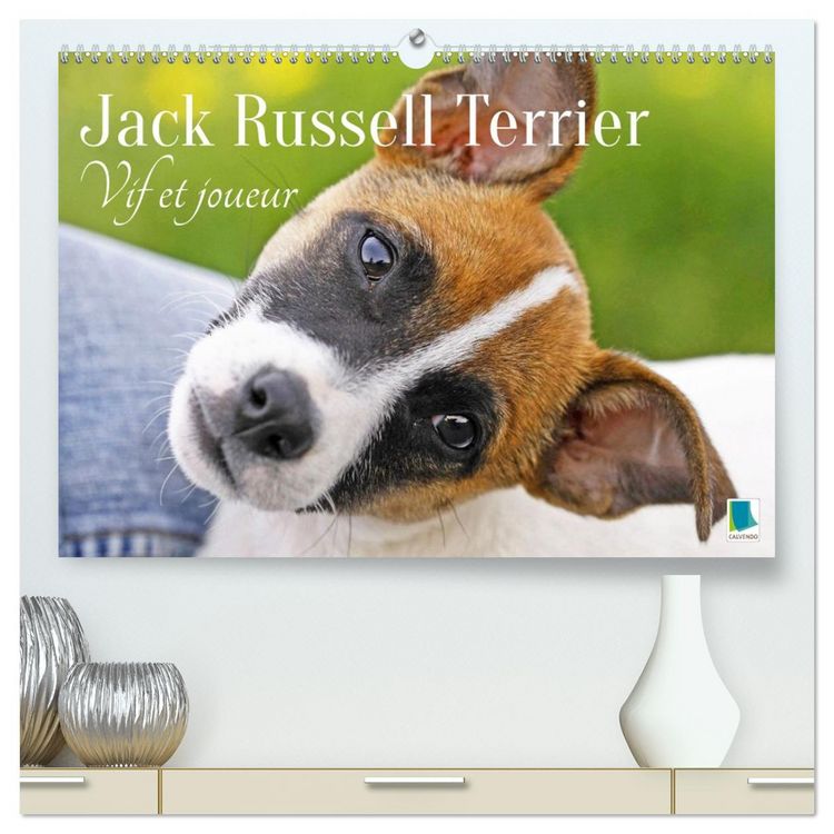Produktbild: Jack Russell Terrier : vif et joueur (Calendrier mural 2026 DIN A2 vertical) calendrier de bureau
