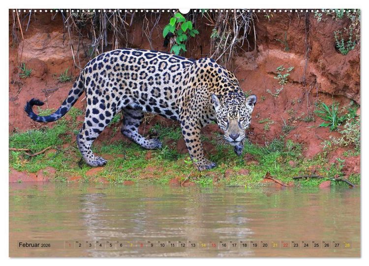 Produktbild: Jaguare im Pantanal (hochwertiger Premium Wandkalender 2026 DIN A2 quer), Kunstdruck in Hochglanz