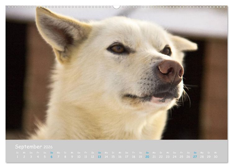 Produktbild: Alaskan Huskies (Wandkalender 2026 DIN A2 quer), CALVENDO Monatskalender