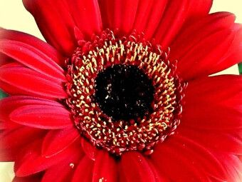 Produktbild: CALVENDO Puzzle Rote Gerbera | 1000 Teile Lege-Gr&ouml;&szlig;e 64x48cm Foto-Puzzle f&uuml;r gl&uuml;ckliche Stunden