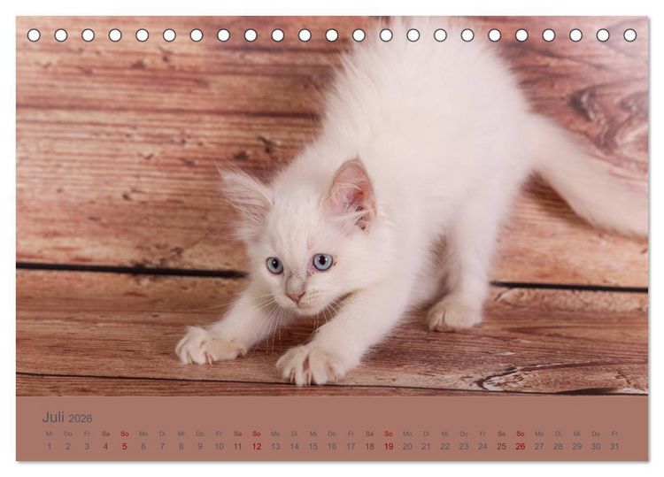 Produktbild: Flauschige Ragdoll Kitten (Tischkalender 2026 DIN A5 quer), CALVENDO Monatskalender
