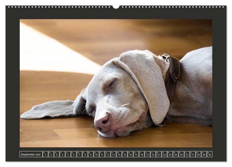 Produktbild: Weimaraner - Ein Welpenjahr (hochwertiger Premium Wandkalender 2026 DIN A2 quer), Kunstdruck in Hochglanz