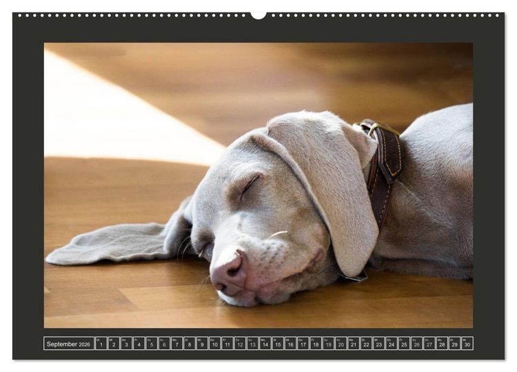 Produktbild: Weimaraner - Ein Welpenjahr (Wandkalender 2026 DIN A2 quer), CALVENDO Monatskalender