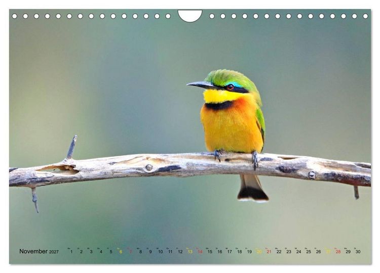 Produktbild: V&ouml;gel in Afrika - Magie der Farben (Wandkalender 2027 DIN A4 quer), CALVENDO Monatskalender