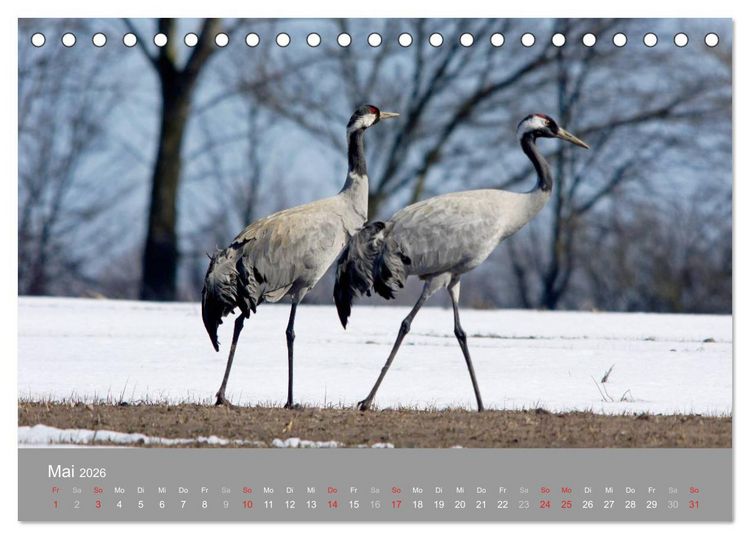 Produktbild: Kraniche in Vorpommern (Tischkalender 2026 DIN A5 quer), CALVENDO Monatskalender