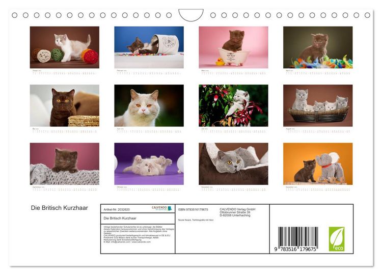 Produktbild: Die Britisch Kurzhaar (Wandkalender 2026 DIN A4 quer), CALVENDO Monatskalender